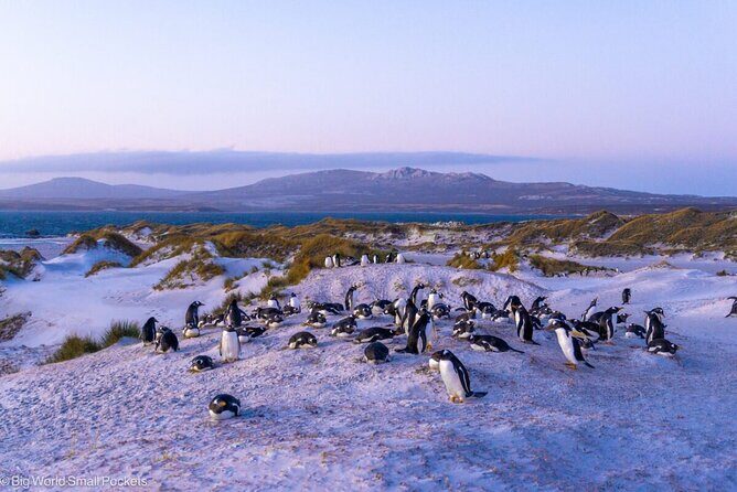 Falkland Islands Shared Tour Sightseeing with Penguins - A Close Look at the Itinerary
