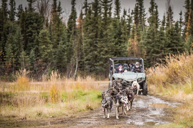 Fall Aurora Mushing Cart Ride Bucket List Adventure - FAQ