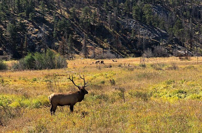 Fall Private Elk Rut Rocky Mountain National Park Tour - Final Thoughts