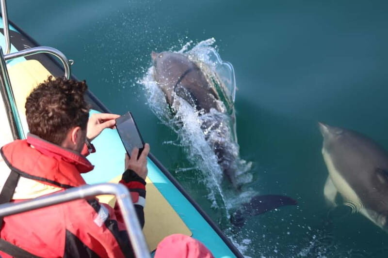 Falmouth: 2 Hour Wildlife Watching RIB Tour - An In-Depth Look at the Wildlife Watching RIB Tour from Falmouth