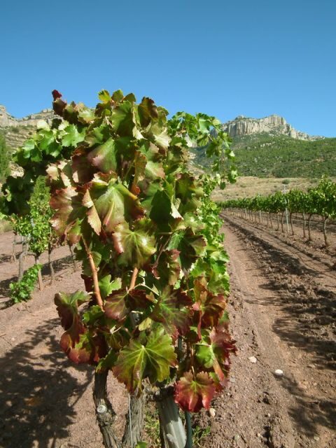 Falset: Guided Wine Tour to the Priorat by a Local - Who Would Appreciate This Tour?