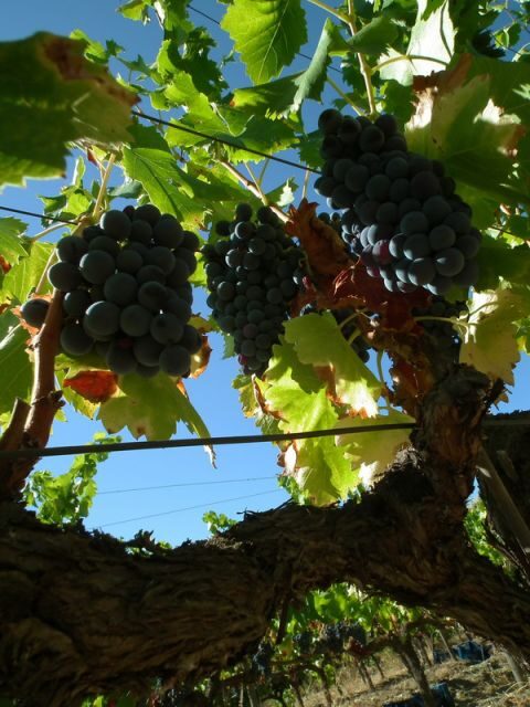 Falset: Guided Wine Tour to the Priorat by a Local - FAQ