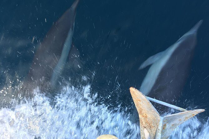 Family and Private Group Whale and Dolphin Watching - FAQs