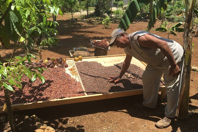 Family, Buggy Adventures, Tours, Macao Beach. Lowest Price. - The Value and Practicality