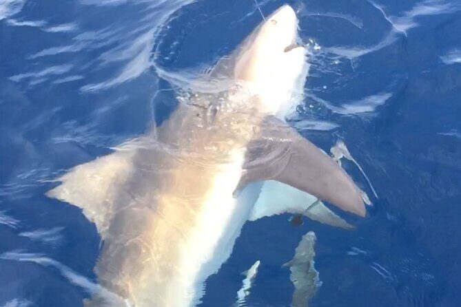 Family Friendly Fishing Charters in Sarasota with Captain Gregg - The Sum Up