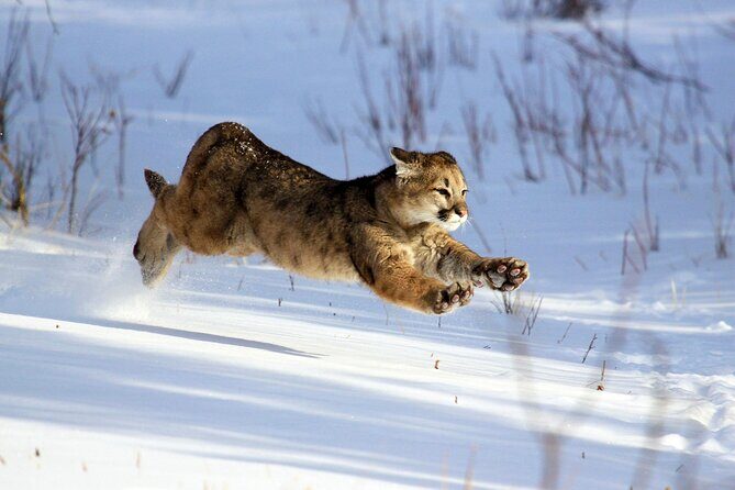 Family Friendly Private Tour at Yellowstone National Park w/Lunch - The Value of a Private Yellowstone Tour