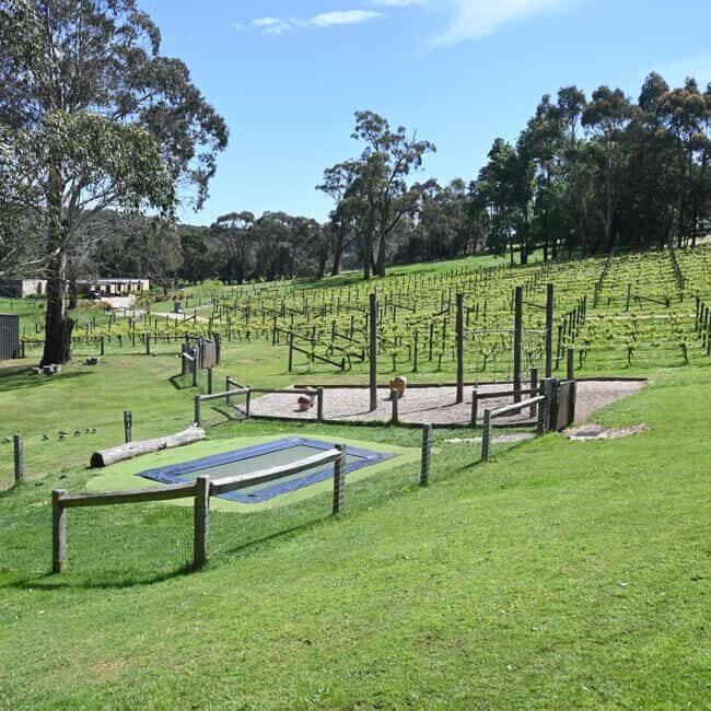 Family Lunch and Arthurs Seat Eagle for 2 Adults and 2 kids - Who Would Love This Experience?