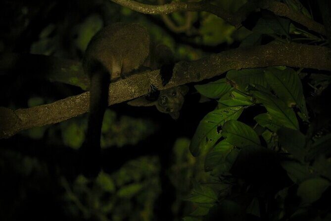 Family Night Walking Tour at Tropical Rainforest in Daintree - Key Points