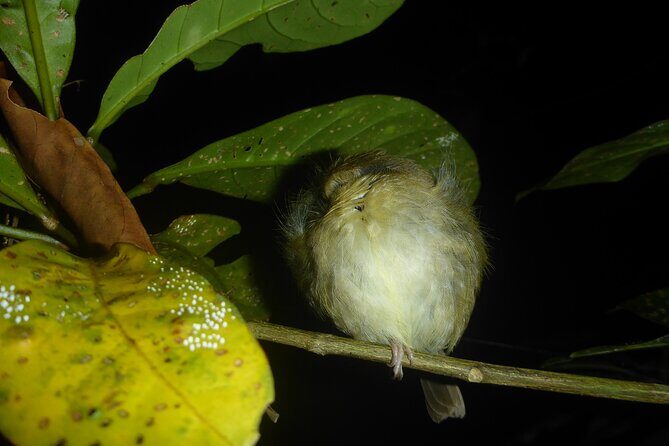 Family Night Walking Tour at Tropical Rainforest in Daintree - Who Should Consider This Tour?