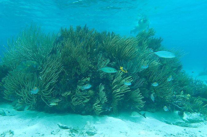 (Family owned) Stingray city sandbar, Starfish Beach & Snorkeling - Starfish Point: Touch and Observe in Shallow Waters