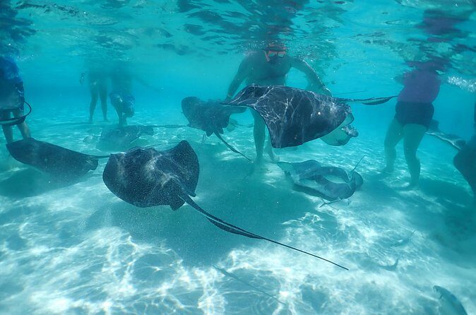 (Family owned) Stingray city sandbar, Starfish Beach & Snorkeling - Considerations and Tips