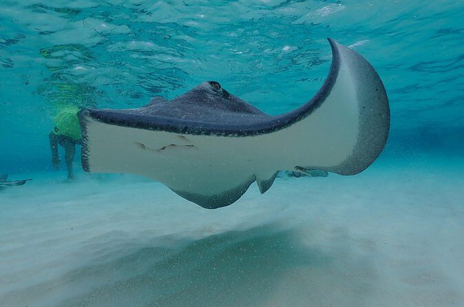(Family owned) Stingray city sandbar, Starfish Beach & Snorkeling - Who Will Love This Tour?