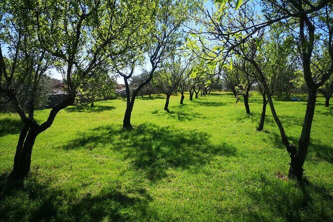 Family-run Vineyard Tour & Award Winning Wine Tasting/Delicacies - The Sum Up