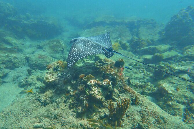 Family Snorkeling Tour - Who Will Enjoy This Tour?
