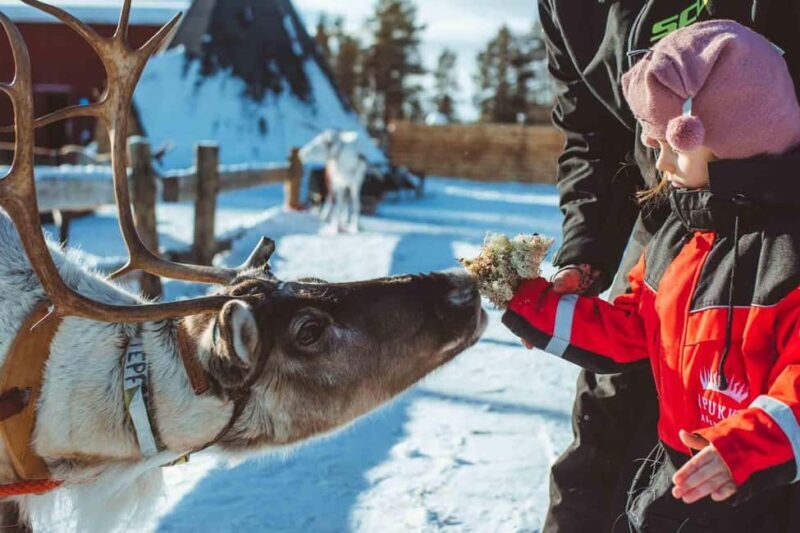 Family Snow Fun with Huskies, Reindeer, Mini Scooters, Lunch - Key Points
