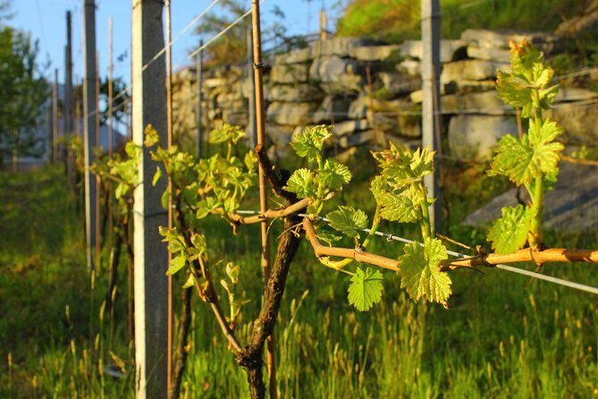 Family tasting - A little tasting - Key Points