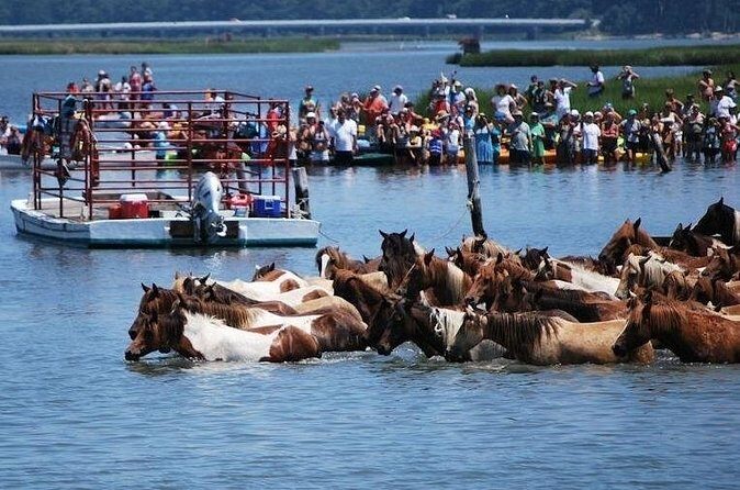 Famous Chincoteague Island Pony Swim Boat and Jet Ski Rentals - Authentic Experiences and Real Traveler Insights