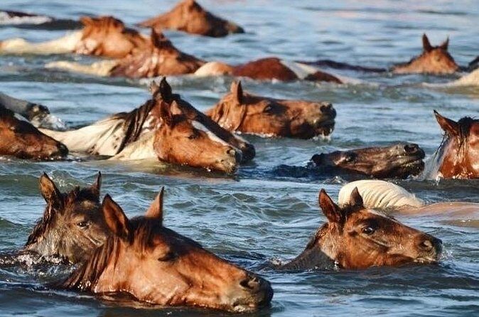 Famous Chincoteague Island Pony Swim Boat and Jet Ski Rentals - Who Is This Tour Best For?