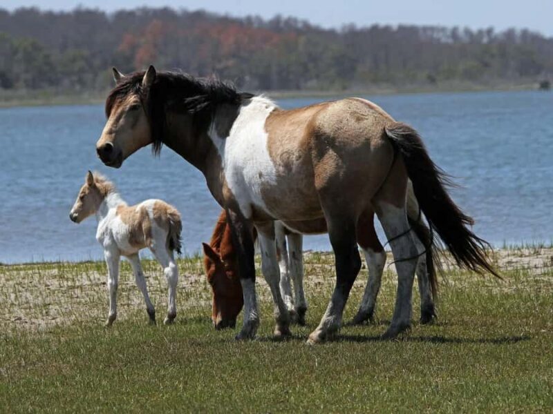 Famous Chincoteague Pony Cruise with Expert Narration - Key Points