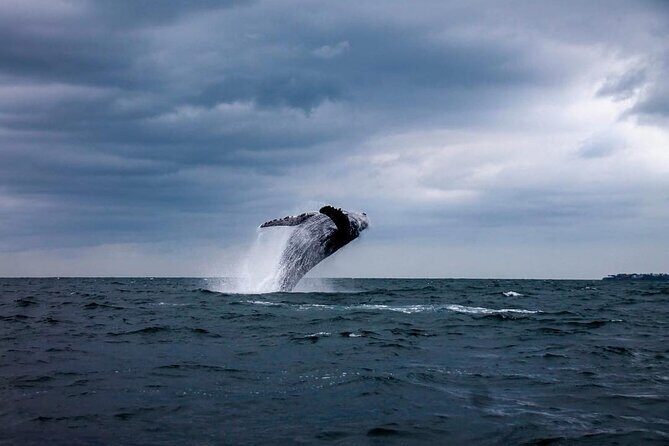 Famous Pato Bobo Adventure Boat - Final Thoughts on Value and Experience