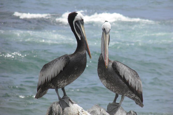 Famous Viña del Mar! Premium Walking Tour with a Native Guide - An In-Depth Look at the Viña del Mar Walking Tour