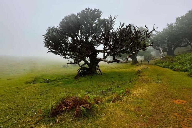 Fanal / Assobiadores - Levada Walk - Discover Madeira’s Forests on the Fanal / Assobiadores - Levada Walk
