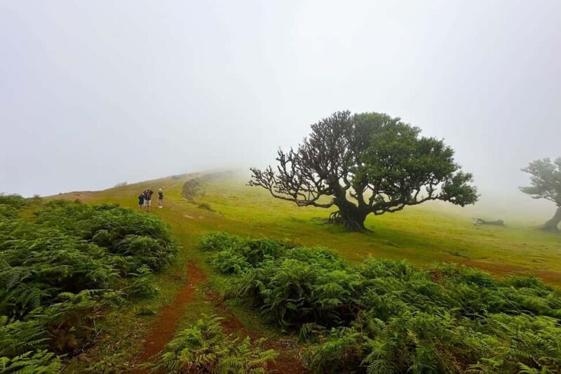 Fanal / Assobiadores - Levada Walk - What the Reviews Say