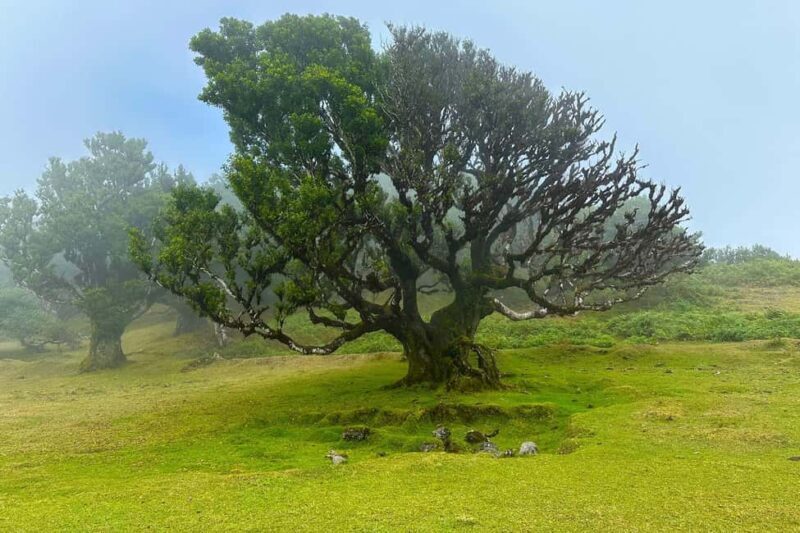 Fanal / Assobiadores - Levada Walk - Final Thoughts: Is It Worth It?