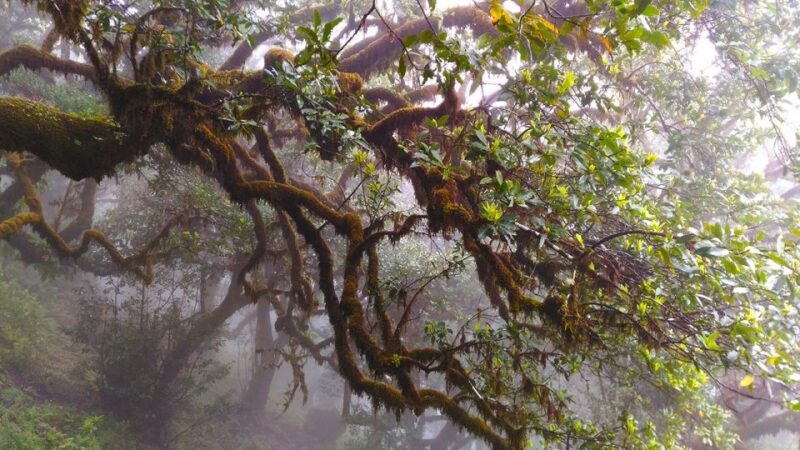 Fanal / Assobiadores - Levada Walk - FAQ