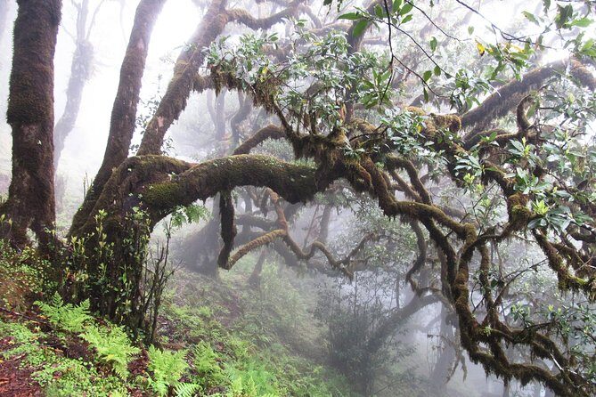 Fanal -Enchanted Forest - The Fanal Forest Experience: A Deep Dive