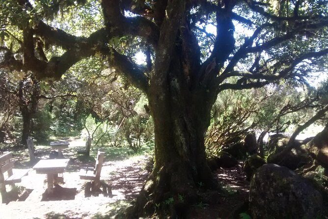 Fanal -Enchanted Forest - FAQs
