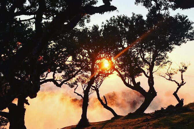 Fanal Forest Private Sunset Hike - The Sum Up: Who Will Love the Fanal Forest Sunset Hike?