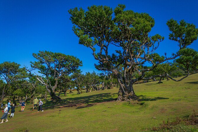 Fanal & Porto Moniz - West Madeira Tour - The Sum Up: Is This Tour Worth It?