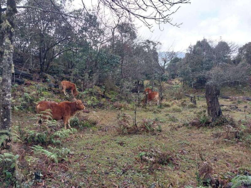 Fansipan Mountain 1-Day Trekking Tour - Who Will Love This Tour?