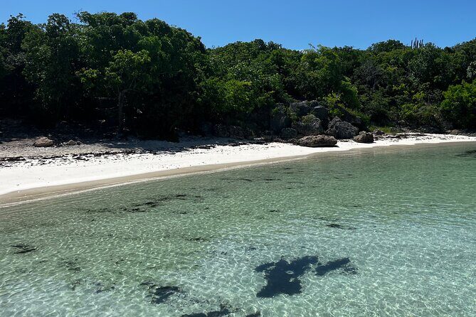 FANTASTIC Green Island and Sea Turtles - Half Day share boat trip - An In-Depth Look at the Green Island Adventure