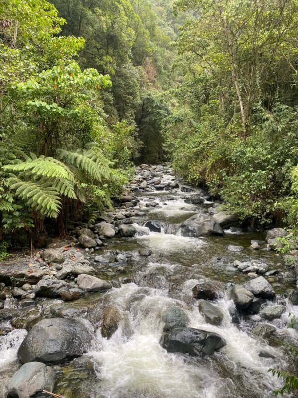 Farallones de Cali: Half a day Pance Hike and River - Exploring the Farallones de Cali: An Authentic Nature Escape