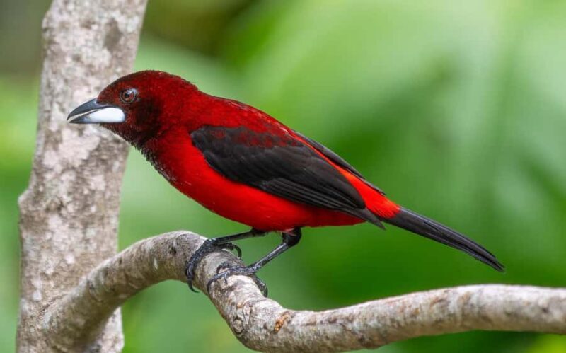 Farallones de Cali: Half a day Pance Hike and River - The Sum Up