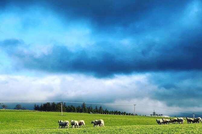 Farm Attraction - Highland Cows, Animal Feeding, Wholesome fun! - Key Points