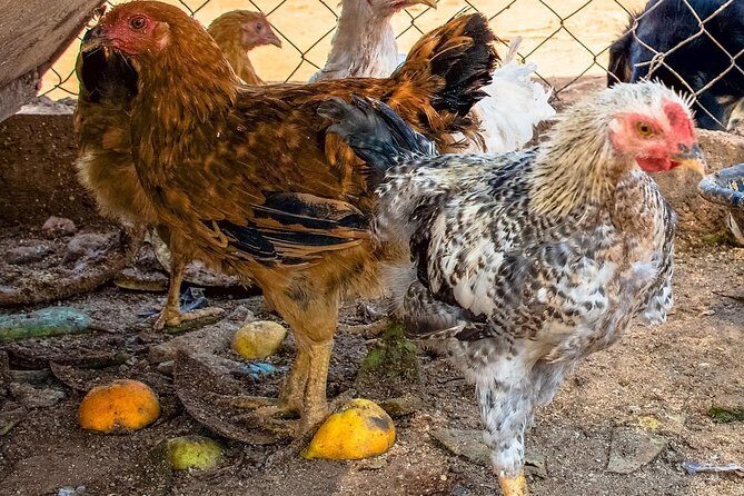 Farm-to-Table Cooking Class in an Organic Farm, Laconia, Greece! - Frequently Asked Questions