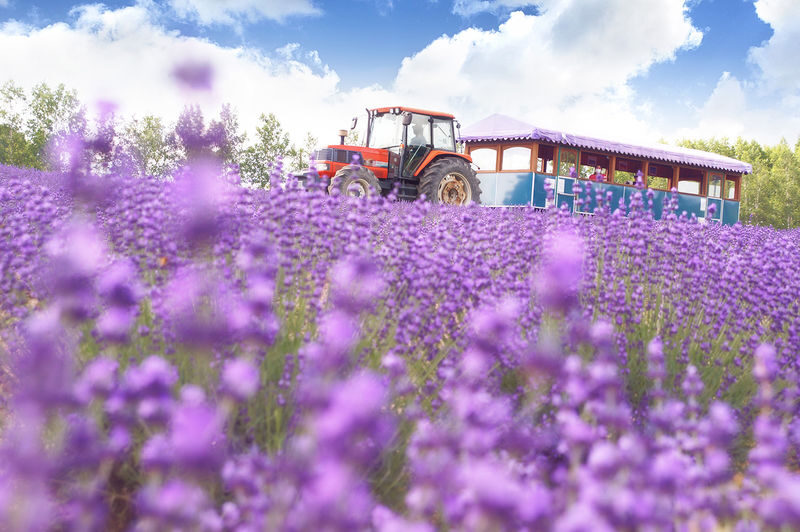 Farm Tomita, Shikisai no Oka, Aoiike: Sapporo Departure Furano Biei 1-Day Tour (Optional All-You-Can-Eat Cantaloupe) - Lunch and the cantaloupe upgrade