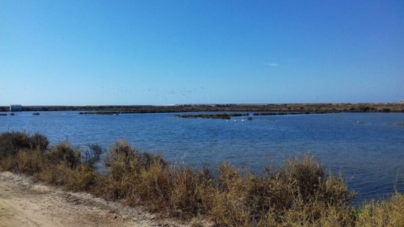 Faro Bike Tour through the Beautiful Ria Formosa - Key Points