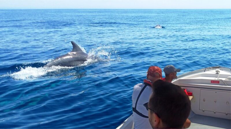 Faro: Dolphin and Marine Life Watching Boat Tour - Exploring Faro’s Marine Life: A Practical & Rewarding Adventure