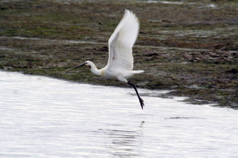 Faro: Eco-Friendly Ria Formosa Bird Watching in Solar Boat - Key Points