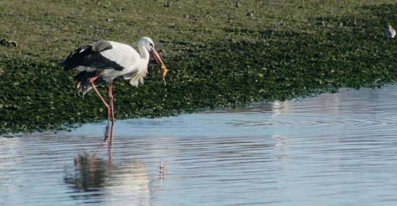 Faro: Eco-Friendly Ria Formosa Bird Watching in Solar Boat - An In-Depth Look at the Experience