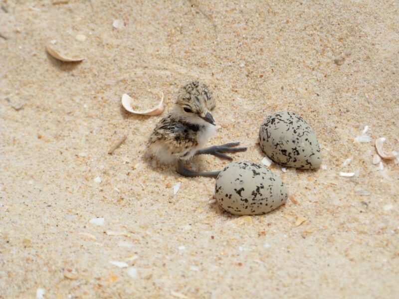 Faro: Eco-Friendly Ria Formosa Bird Watching in Solar Boat - Summary: Why Choose This Tour?