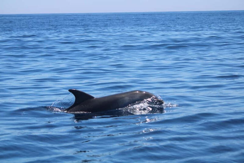 Faro: Funtastic Dolphin Watching Boat Tour - Faro: Funtastic Dolphin Watching Boat Tour
