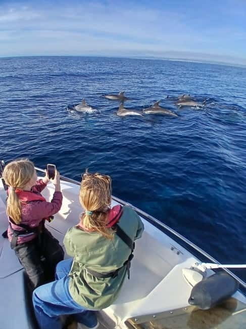 Faro: Funtastic Dolphin Watching Boat Tour - Key Points