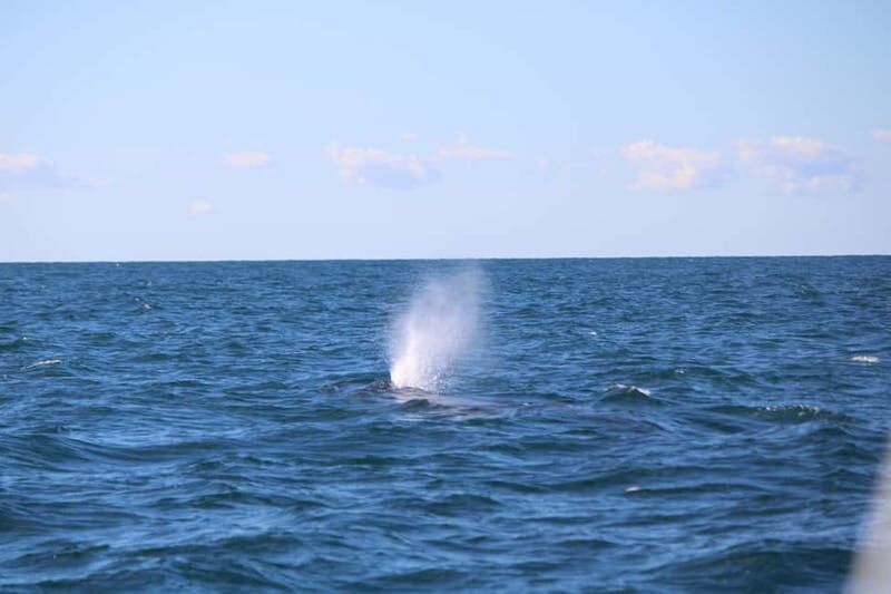 Faro: Funtastic Dolphin Watching Boat Tour - What Makes This Tour Stand Out?