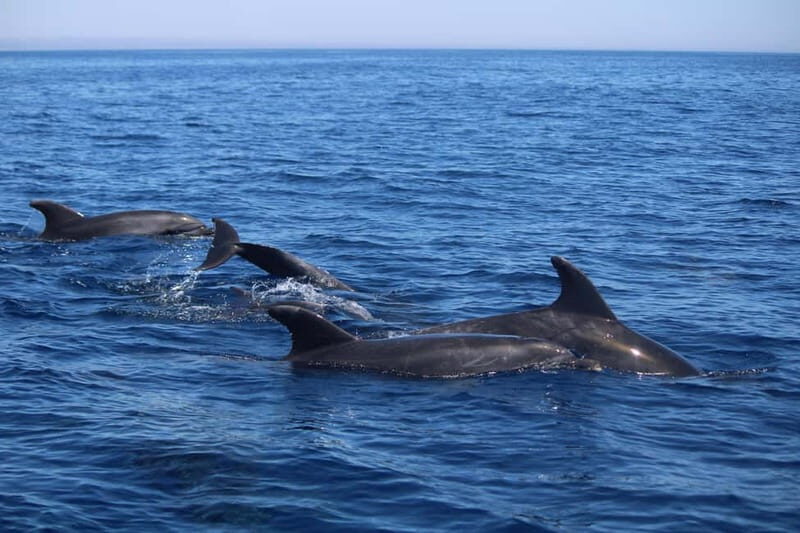 Faro: Funtastic Dolphin Watching Boat Tour - Breakdown of the Itinerary