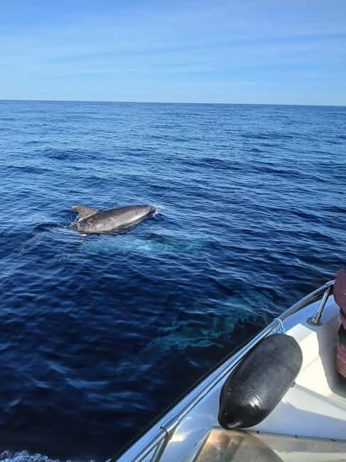 Faro: Funtastic Dolphin Watching Boat Tour - Who Should Consider This Tour?